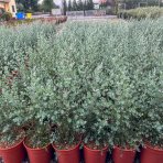 Eukalyptus (Eucalyptus) ´SILVERANA´ - výška 90-110 cm, kont. C5L (-13°C)